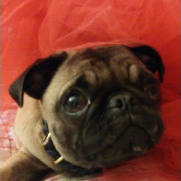 Meet your Posher, Misun - Picture 1 of 1